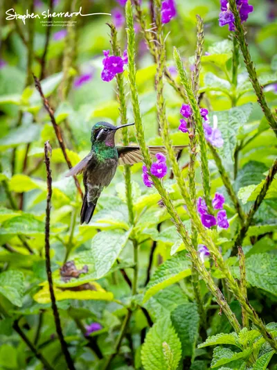 Hummingbirds of Costa Rica